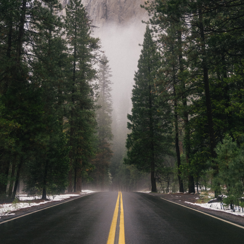 roadway through misty forest